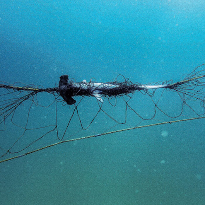 A scalloped hammerhead caught in a shark net off Palm Beach in Sydney