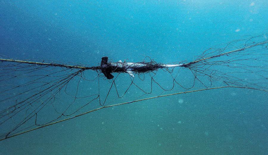 A scalloped hammerhead caught in a shark net off Palm Beach in Sydney