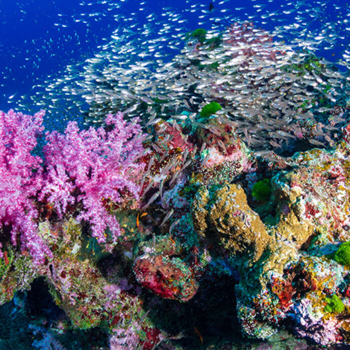 A coral reef in the Similan Islands, Thailand.