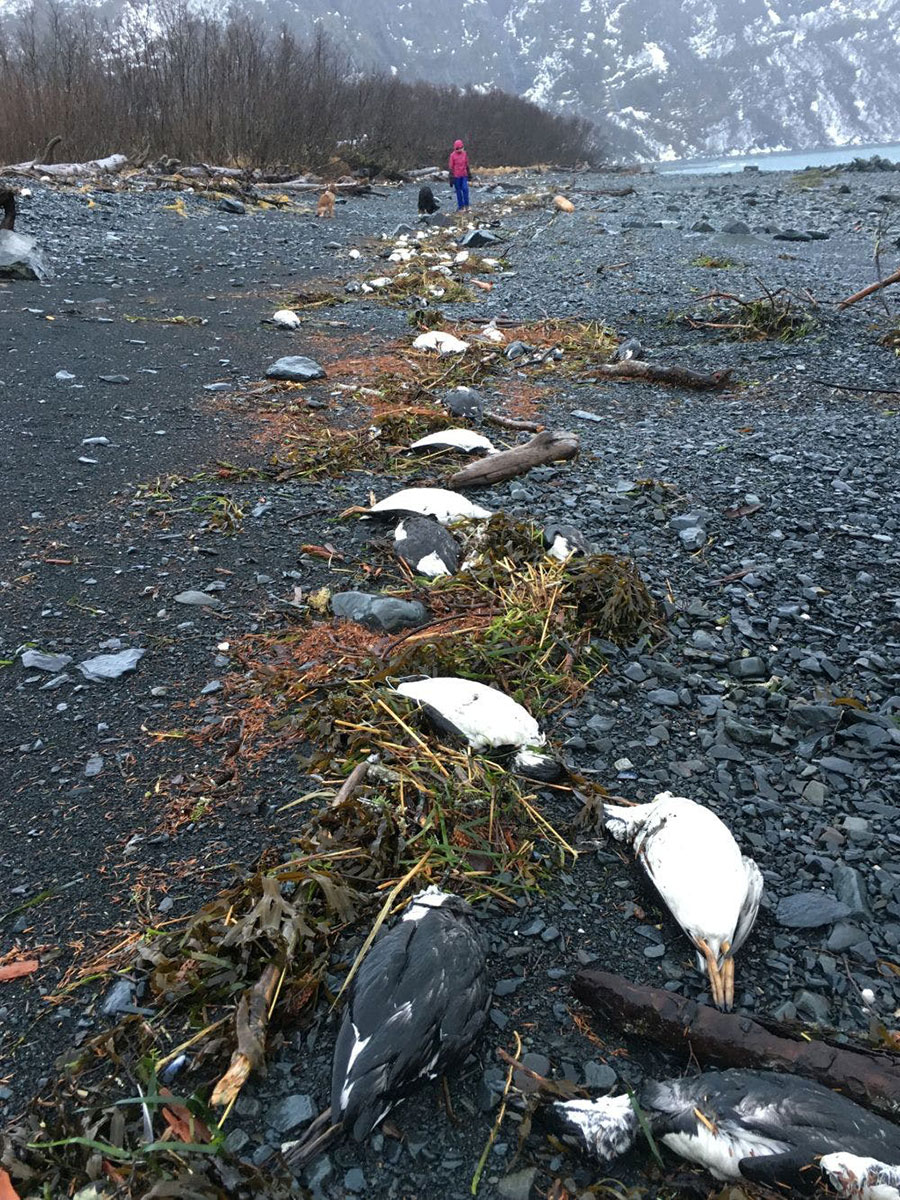 common guillemot carcasses