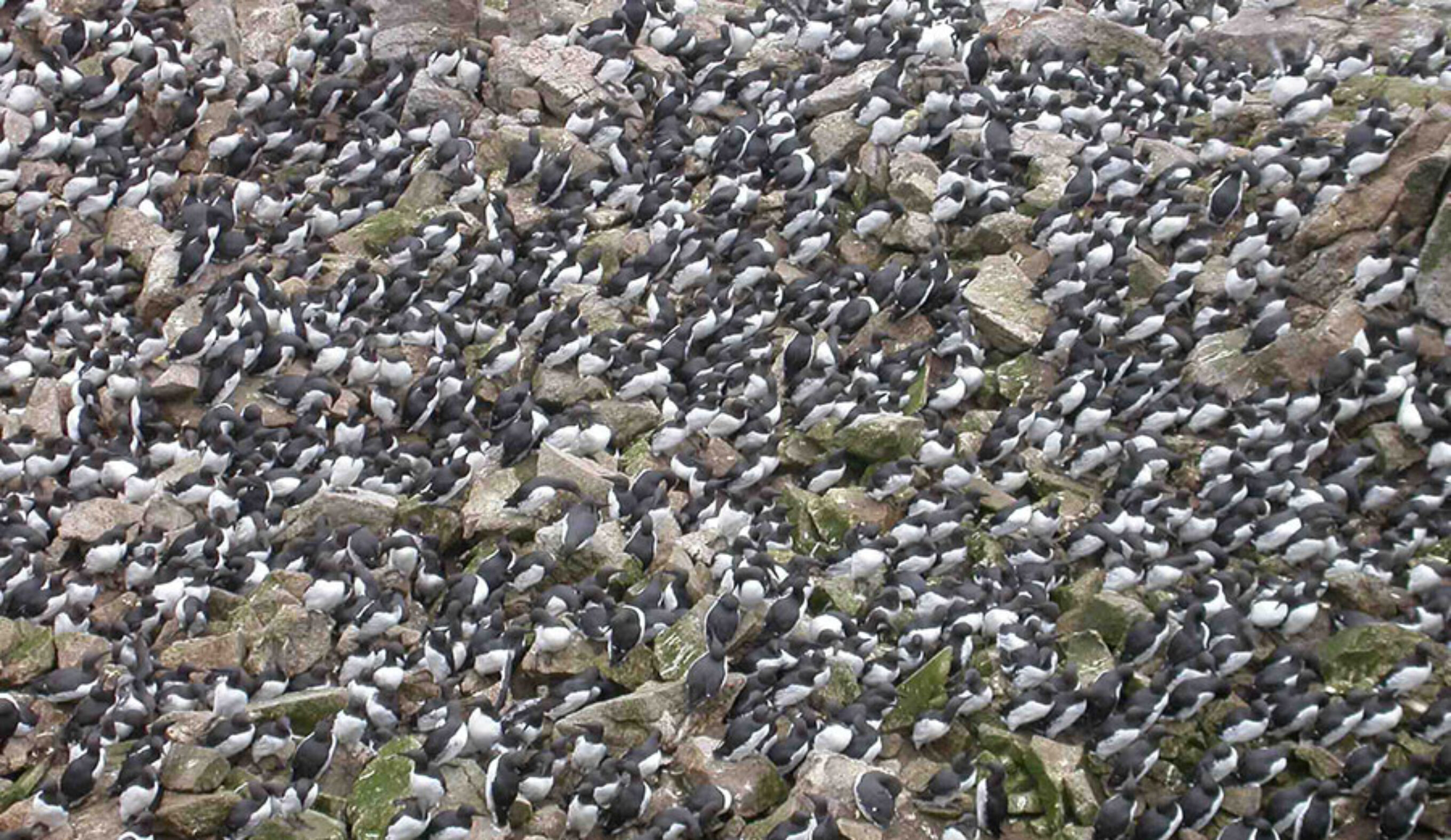 A common guillemot colony on the Farallon Islands, California