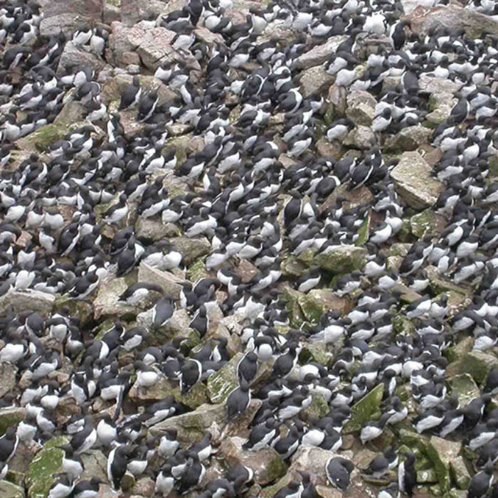 A common guillemot colony on the Farallon Islands, California