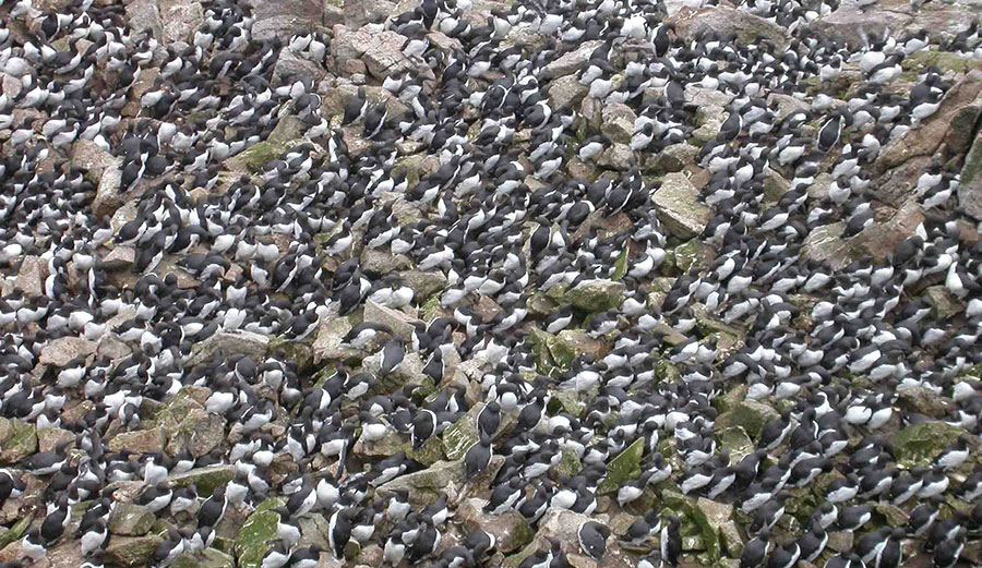 A common guillemot colony on the Farallon Islands, California