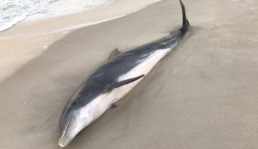 two dead dolphins found in florida