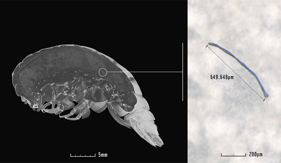The newly discovered species Eurythenes plasticus shows us how far-reaching the consequences of our inadequate handling of plastic waste truly is. 