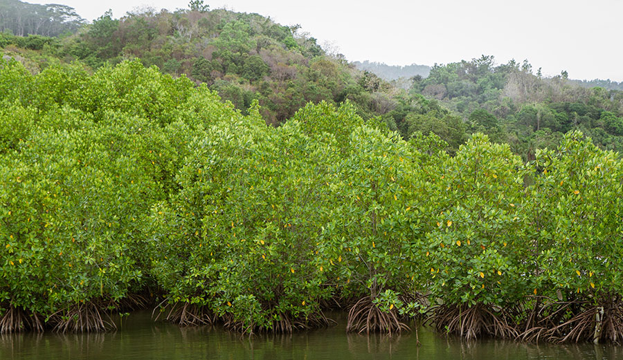 Mangroves