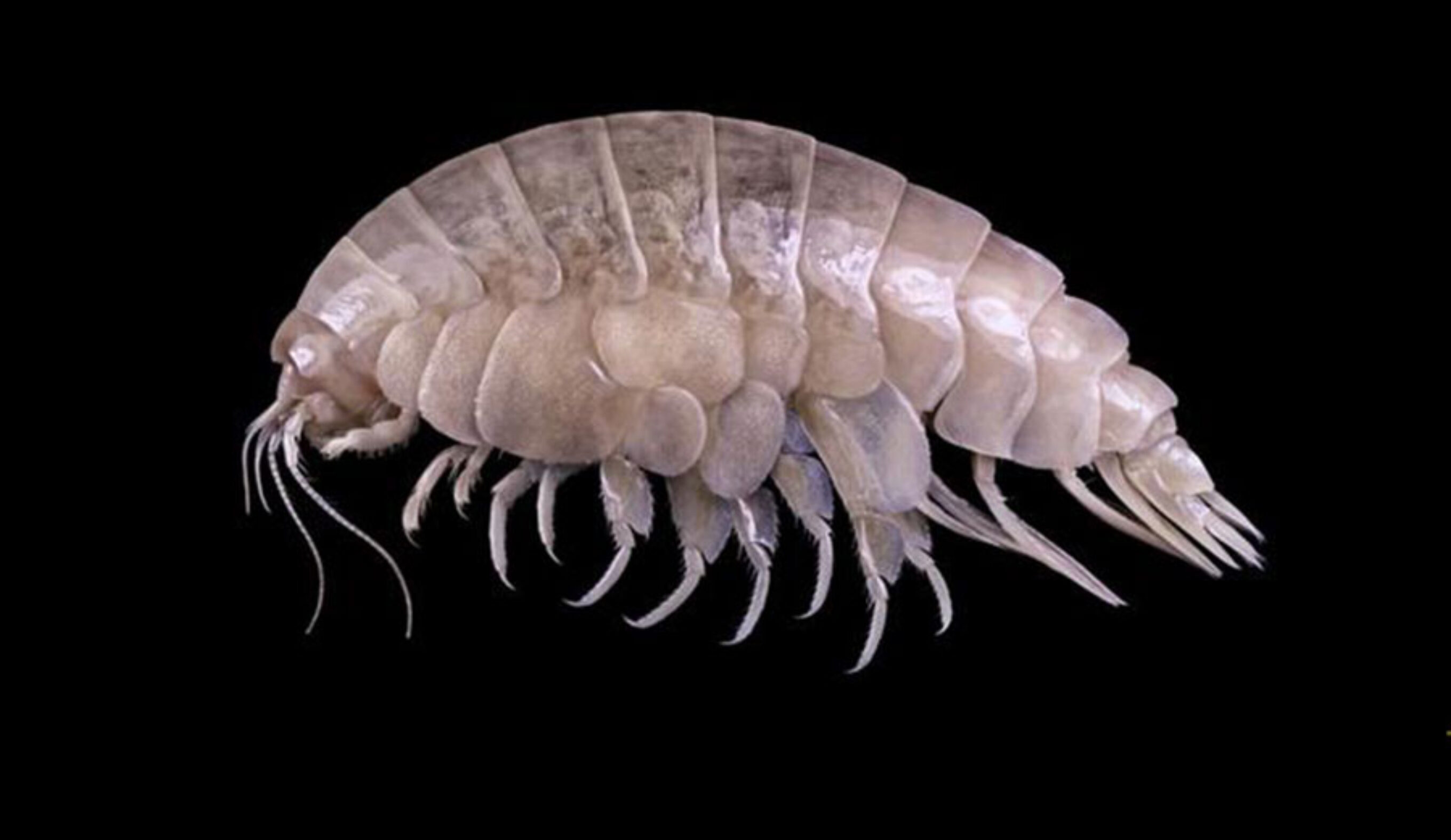 This is the species Eurythenes plasticus, so-named for the plastic found in its hindgut.