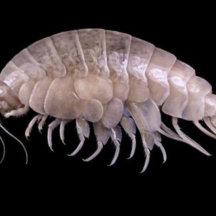 This is the species Eurythenes plasticus, so-named for the plastic found in its hindgut.