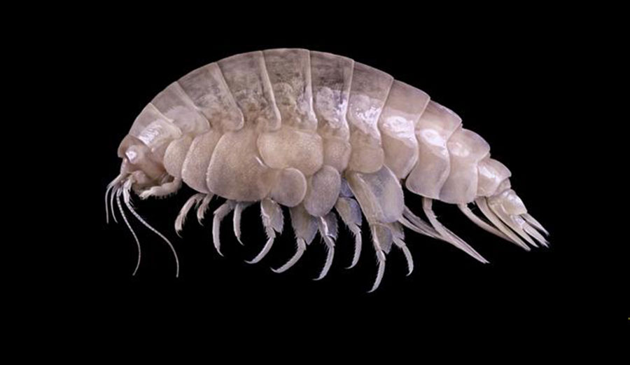 This is the species Eurythenes plasticus, so-named for the plastic found in its hindgut. 