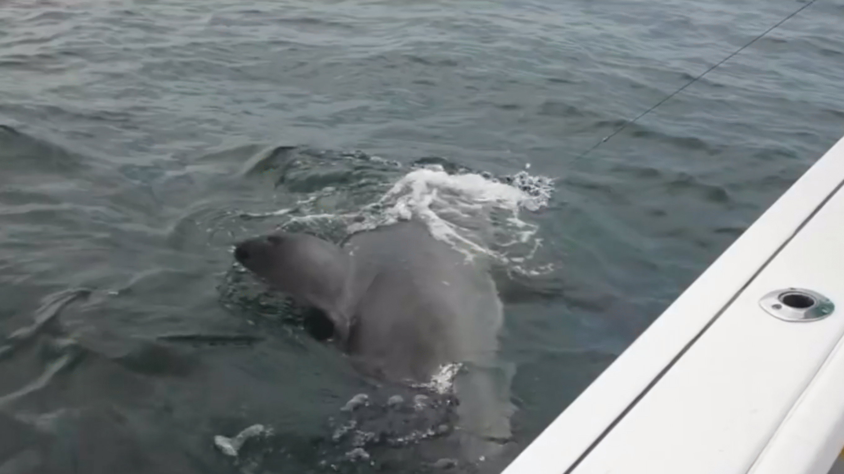 Shark-Tagging Fisherman Catches 2,400-Pound Great White Off Hilton Head, South Carolina