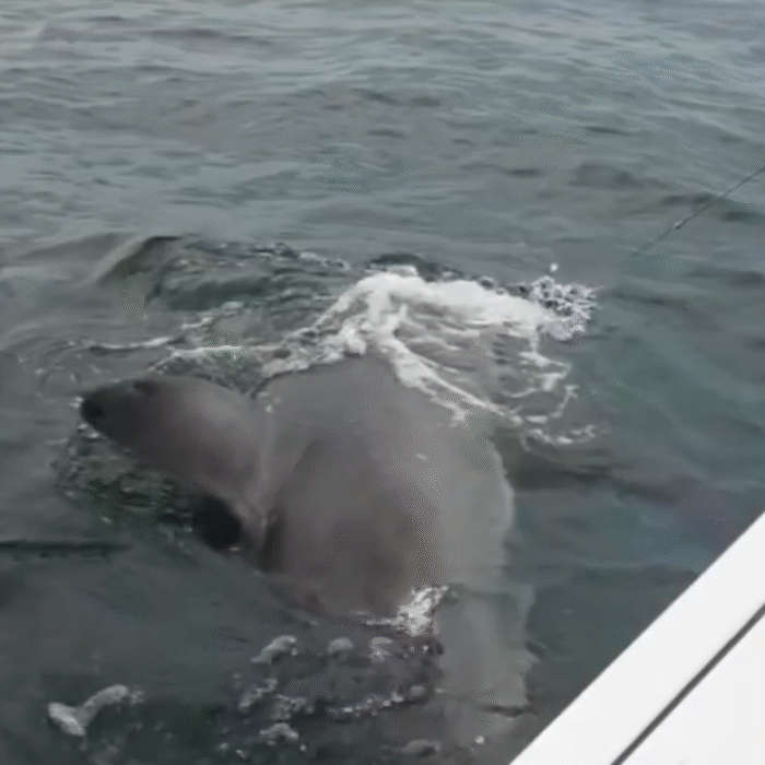 Shark-Tagging Fisherman Catches 2,400-Pound Great White Off Hilton Head, South Carolina