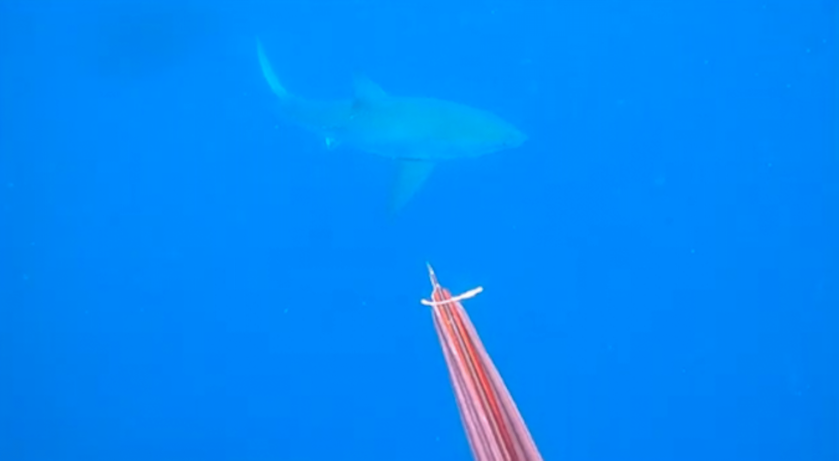 These Spearfishermen Got Up Close and Personal With a Great White in Florida