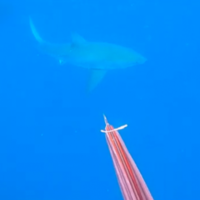 These Spearfishermen Got Up Close and Personal With a Great White in Florida