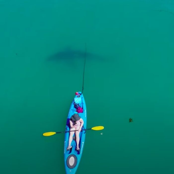 Scientist Captures Drone Footage of Great White Slowly Circling Kayak in Monterey Bay