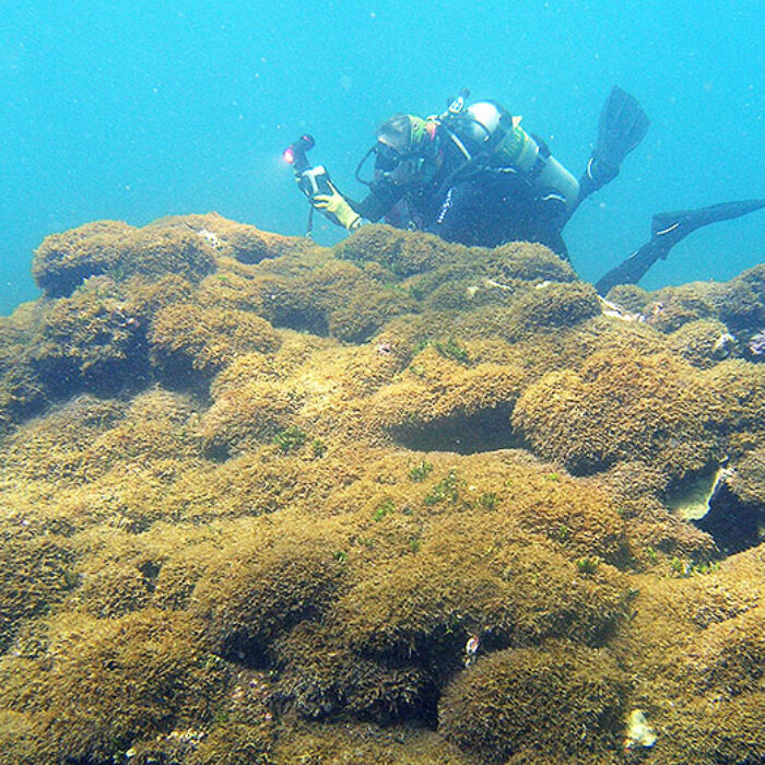 Algae in Hawaii