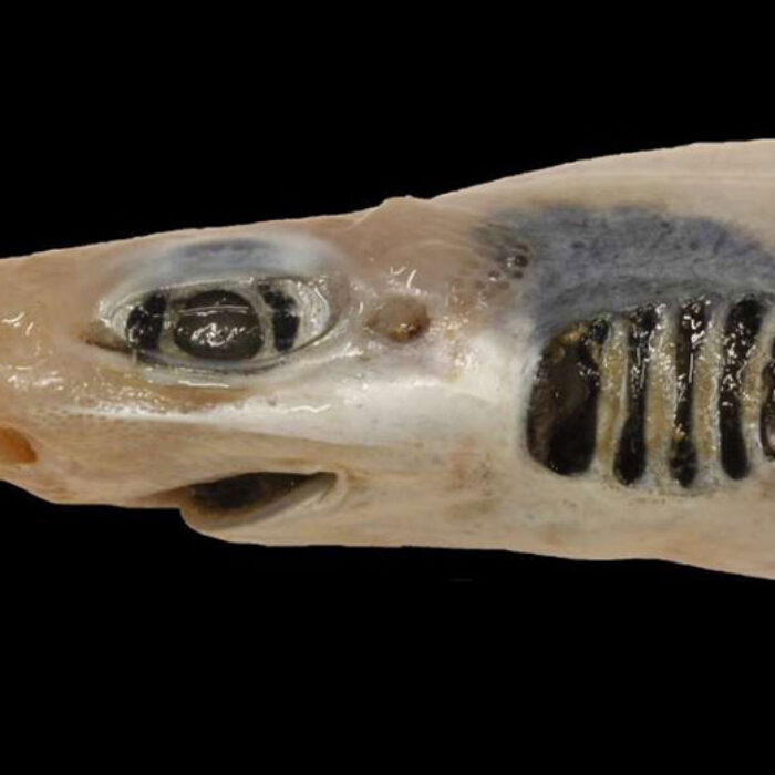 Skinless catshark