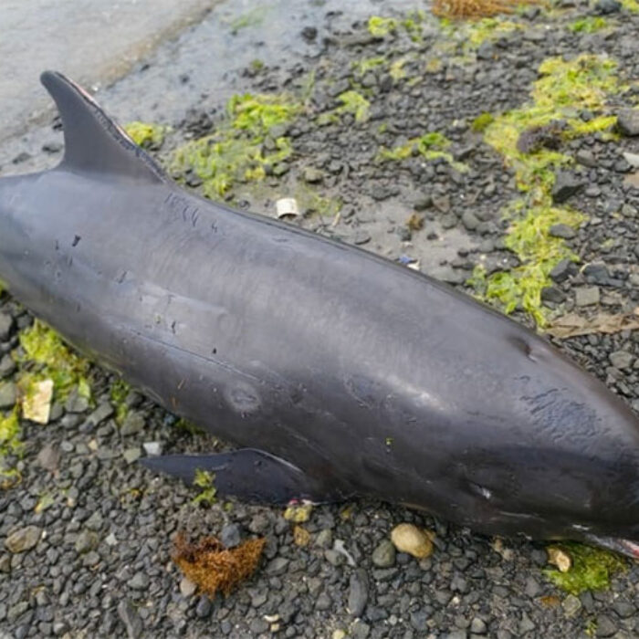 Dead dolphin in Mauritius