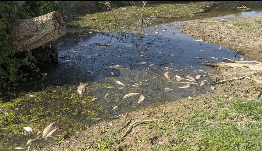 dead fish in river
