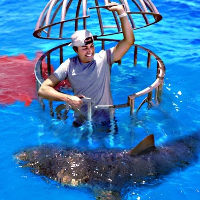 This Guy Tested Whether Sharks Preferred Human Blood or Fish Blood