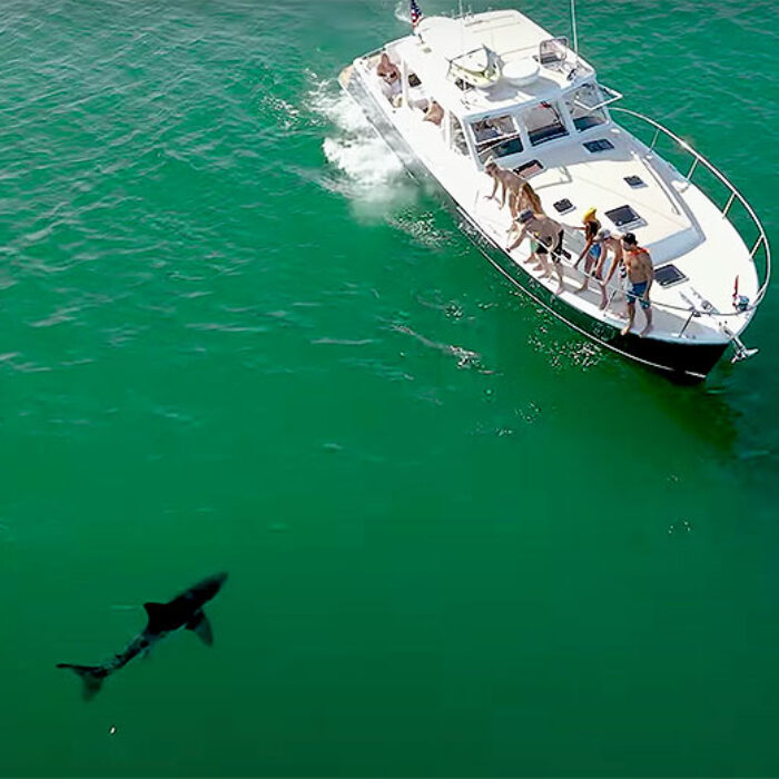Great White Shark sighting