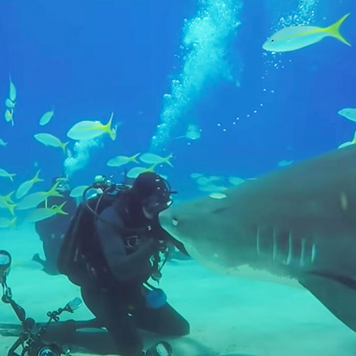 tiger shark