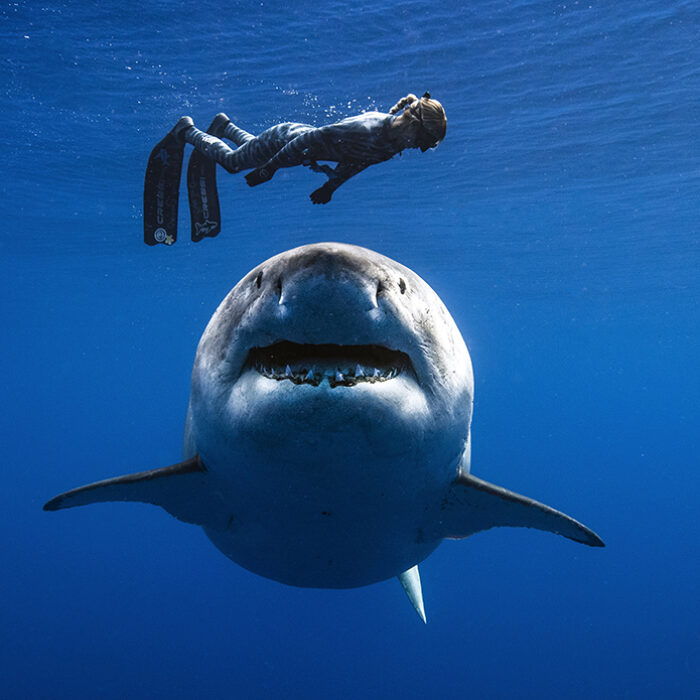 Ocean Ramsey Grandma Great White Photo by Juan Oliphant