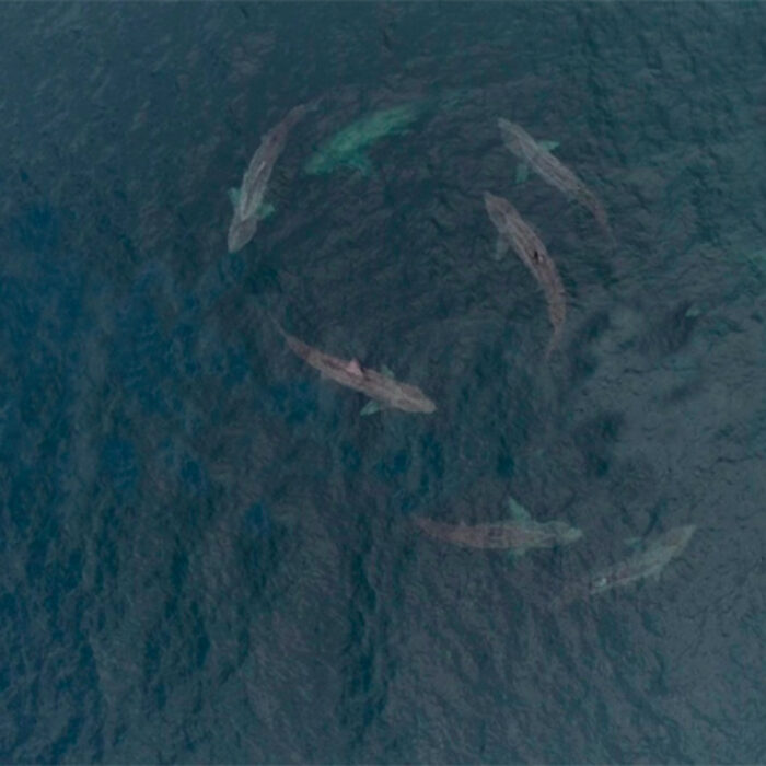 Drone Captures Incredible Imagery of Basking Shark Courtship Off Irish Coast