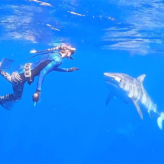 Ocean Ramsey with tiger sharks