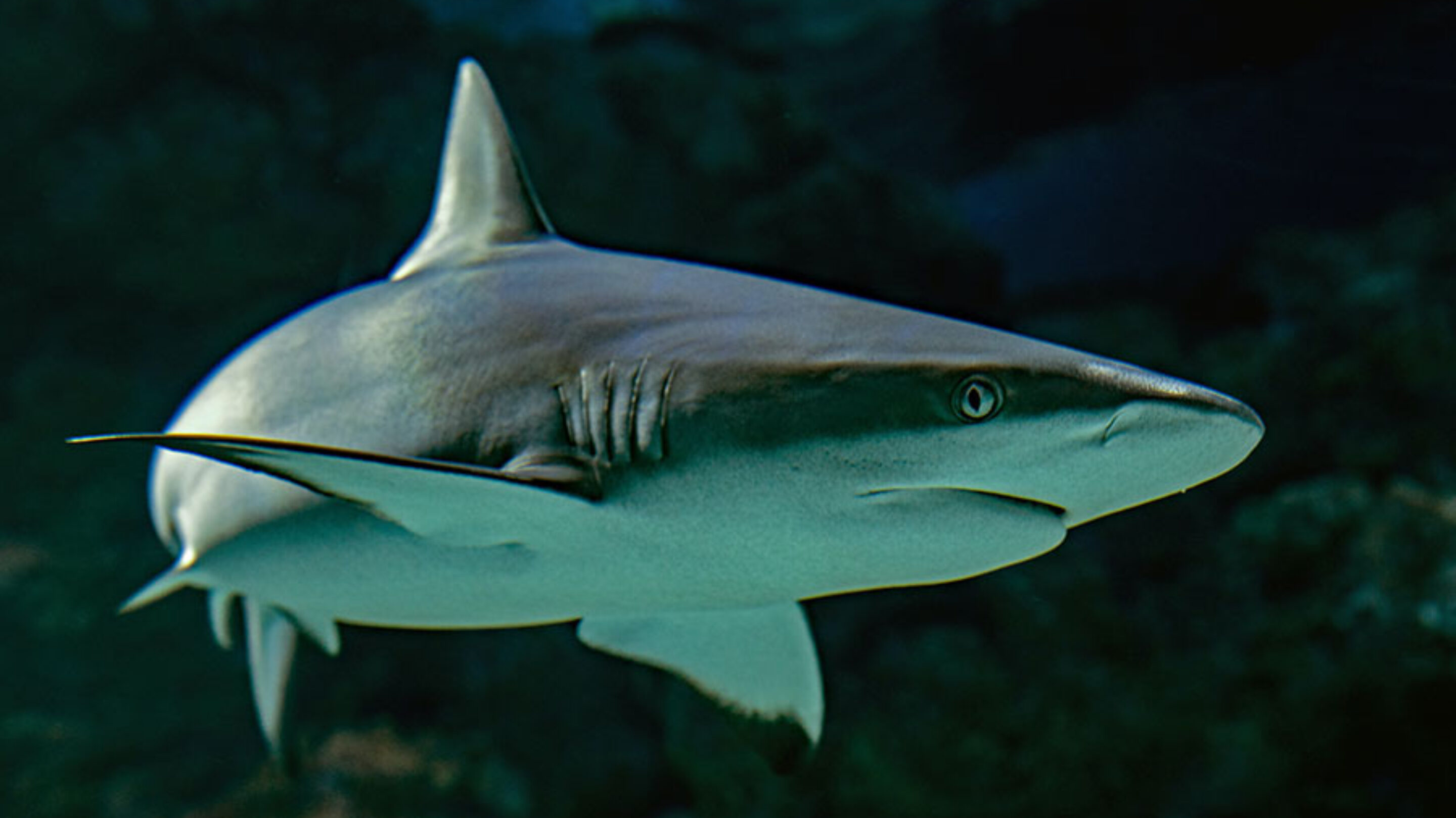 shark swimming