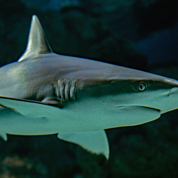 shark swimming