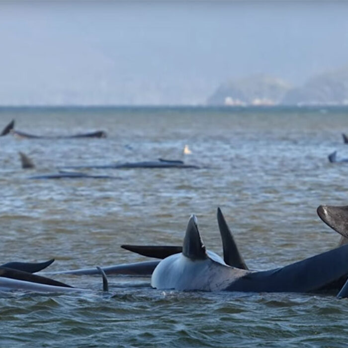 Pilot whales