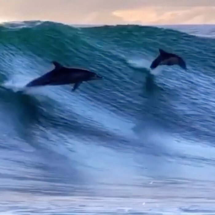 dolphin party wave