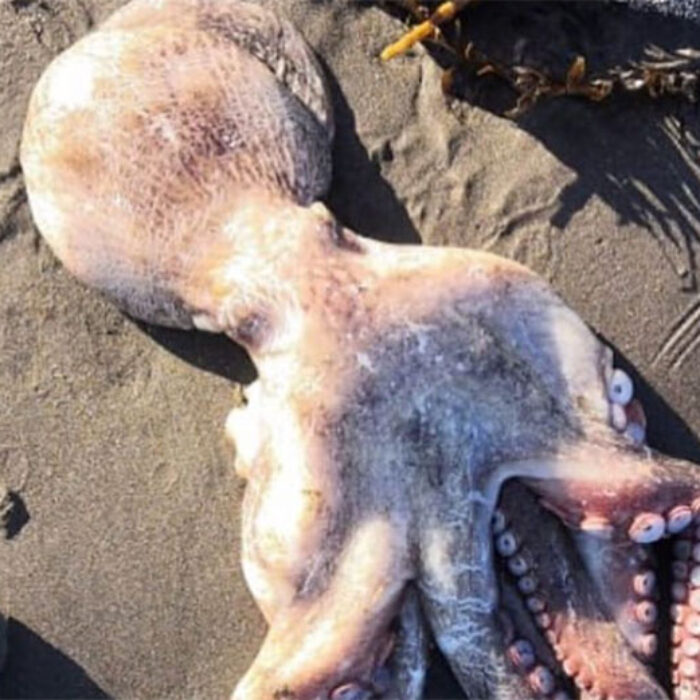 Dead octopus in Kamchatka Peninsula