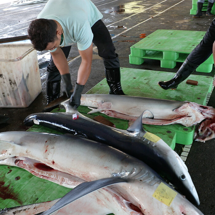 Shark Finning