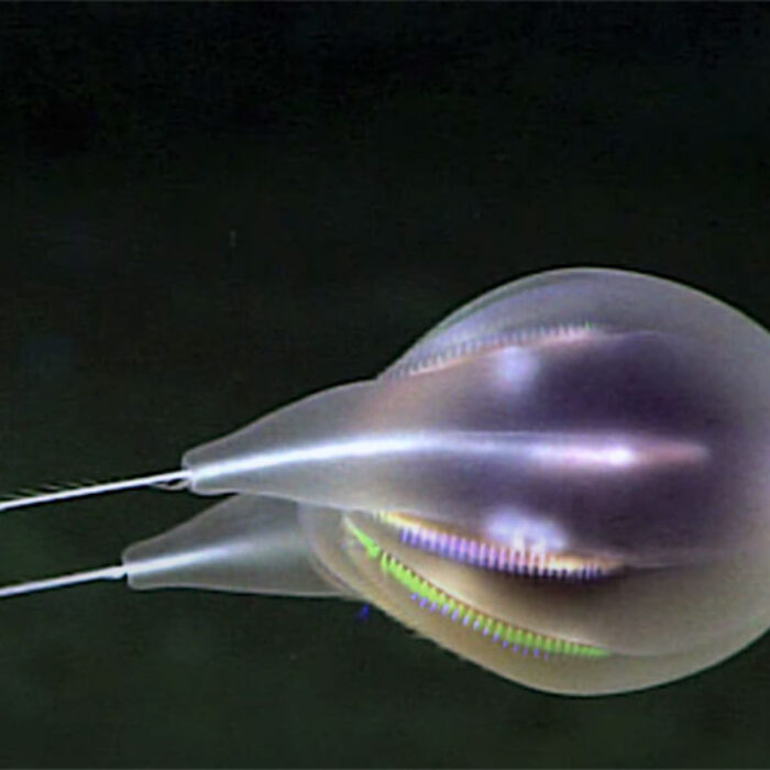 Duobrachium sparksae comb jelly