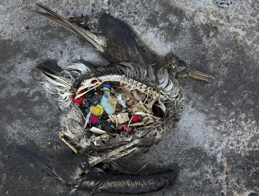 Dead bird with plastic in its stomach