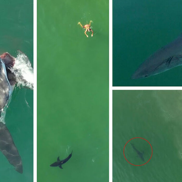 Great white sharks on the california coastline