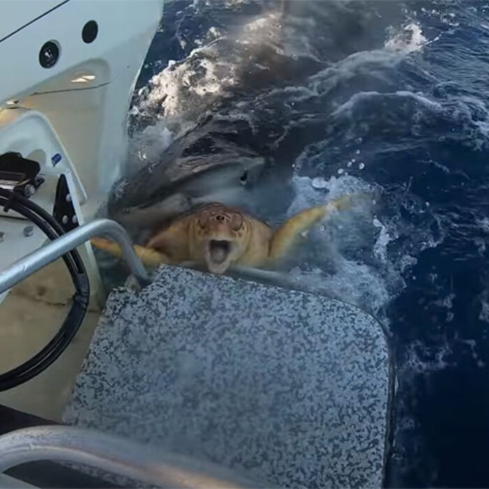 Loggerhead sea turtle on a boat with a shark trying to eat it
