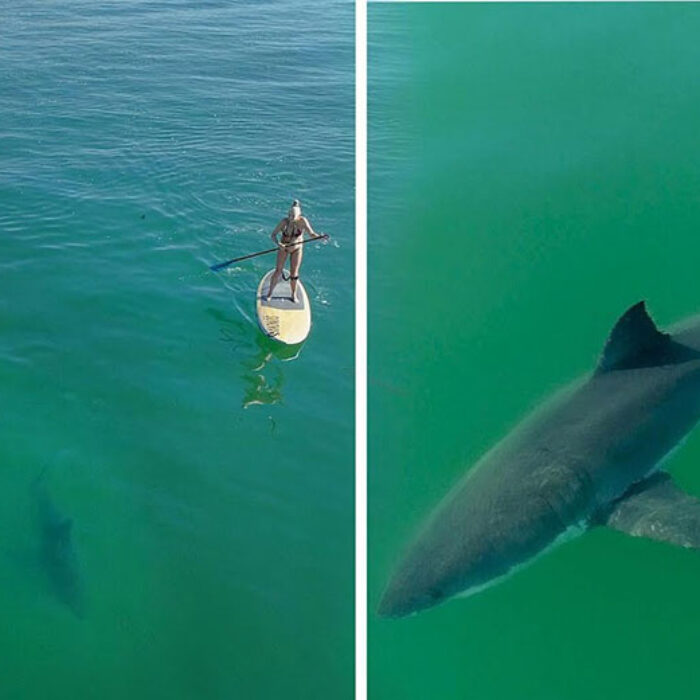 Great white shark swimming near paddleboarder and boat