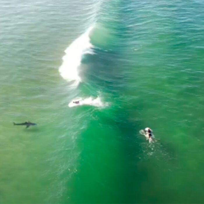 shark in lineup in south africa