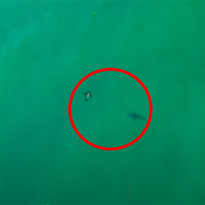 a seal plays with a shark