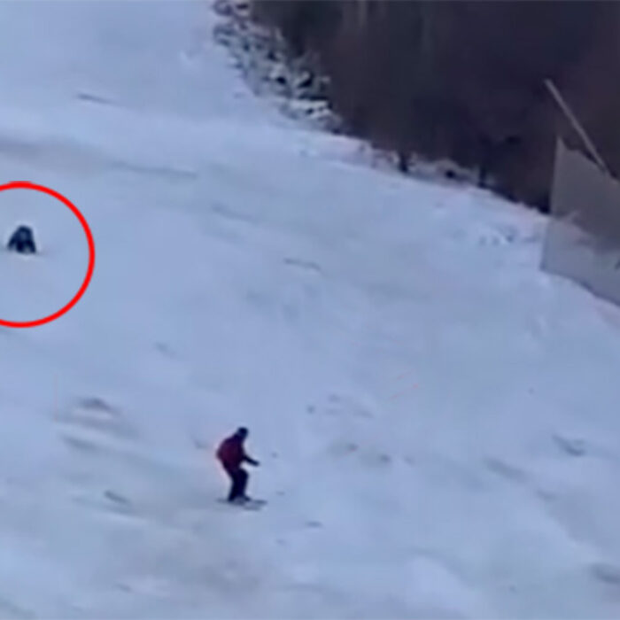 A bear chases a skier down a resort in romania