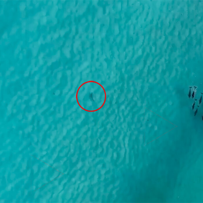a pack of dolphins scares of two great whites
