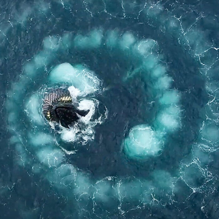 Humpback whales bubble net feeding