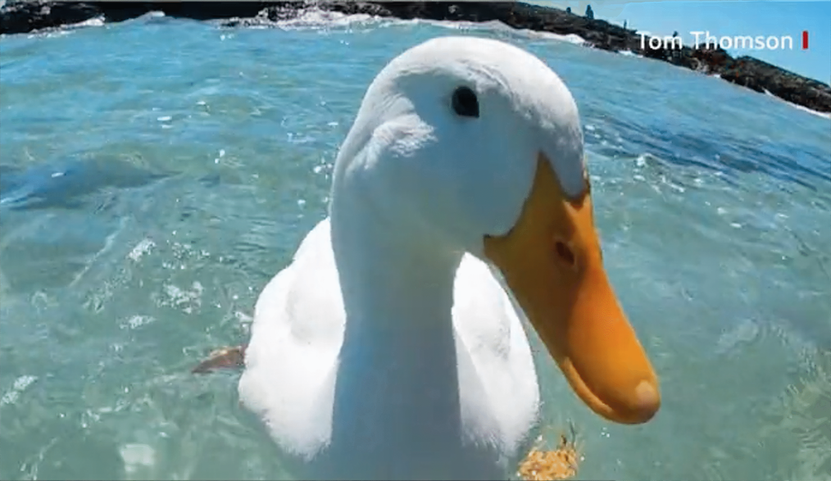 duck
