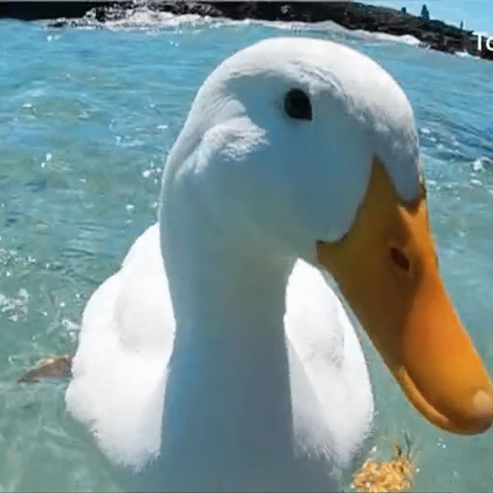 duck