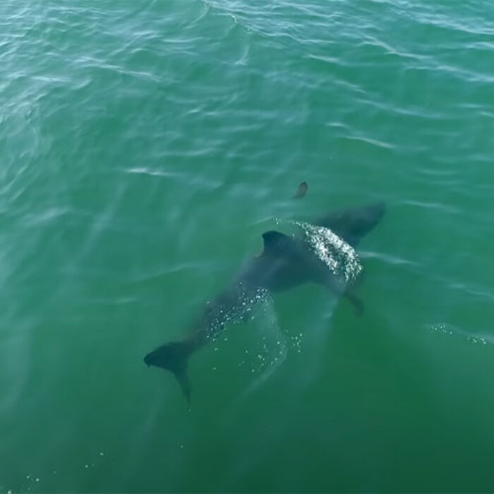 Great white shark swimming in California