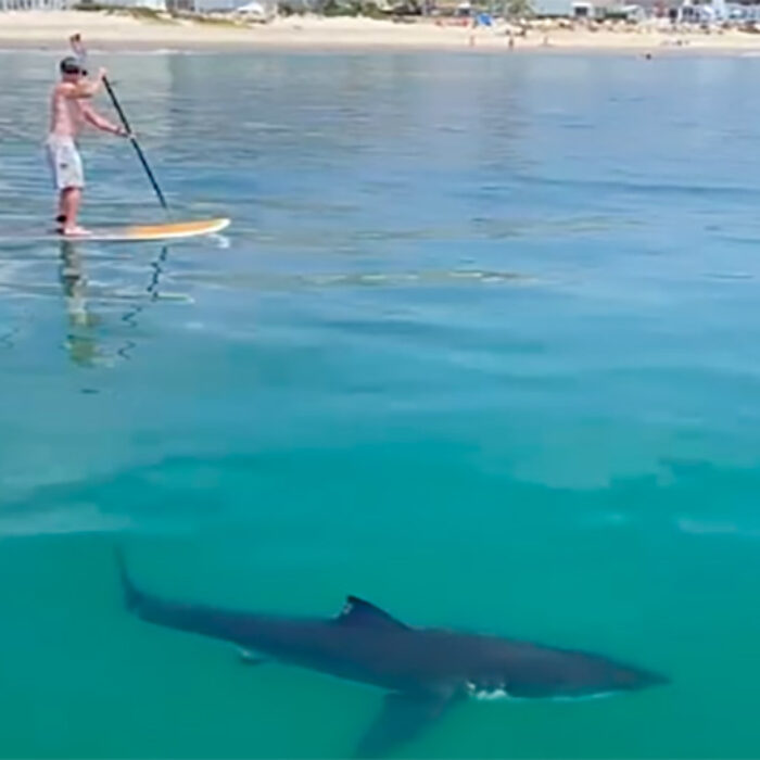 a shark next to paddlers in Santa Barbara, California