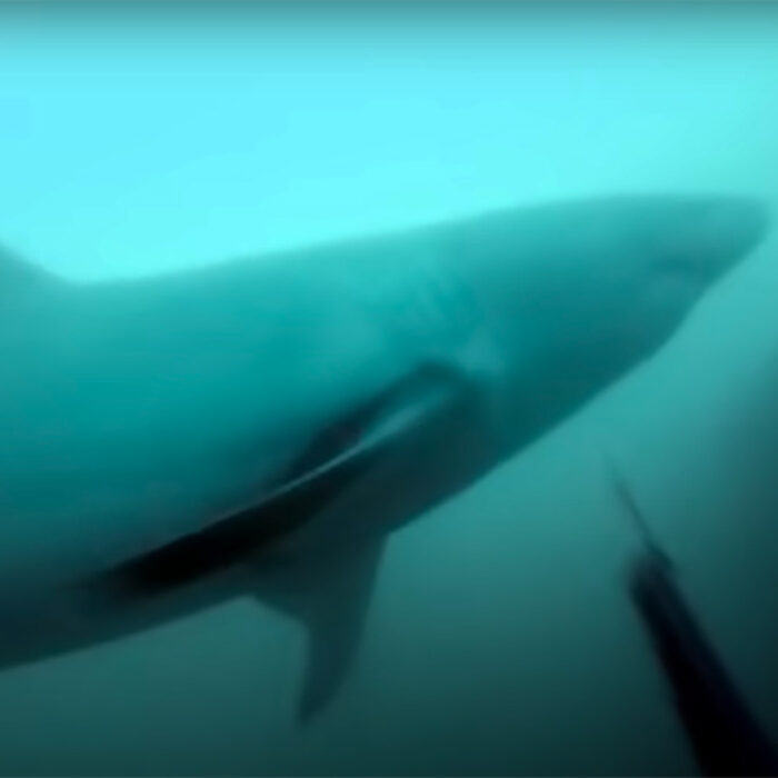 a great white shark bumps a spearfisherman