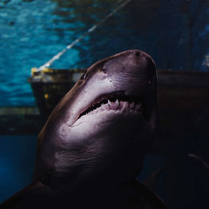 Great White shark swimming in ocean